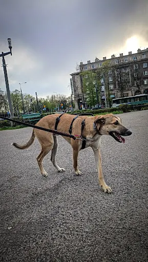 Space4dogs - Szkoła i Hotel dla psów